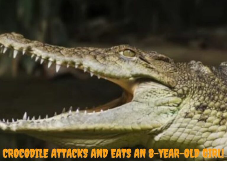 Giant crocodile attacks and eats an 8-year-old girl, Details explored